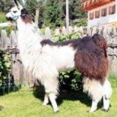 Alena female llama