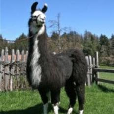 female llama 