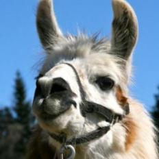 female llama 