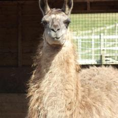 female llama