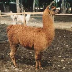 Argentine llama