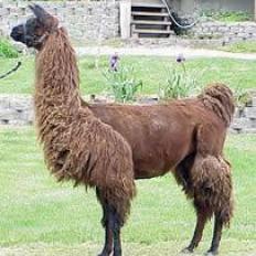 Chiquita Argentine llama