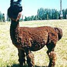 Arica Argentine llama