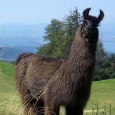 south american llama