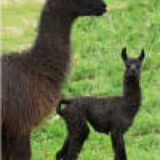 female llama and cria