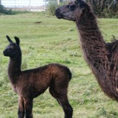 female llama and cria