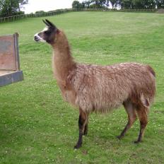 female llama