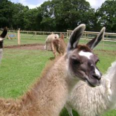 sold llama