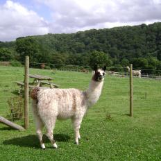 therapy llama