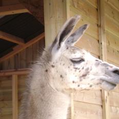appaloosa llama