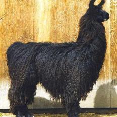 Argentine Kobra stud llama