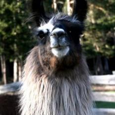 female llama 