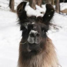 llama