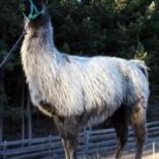 female llama 