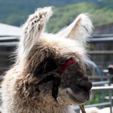 llama cria