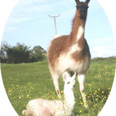 female llama and cria
