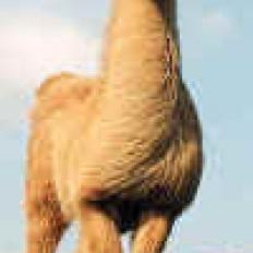 stud llama