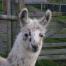 female llama for sale 