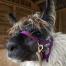 woolly llama