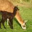 female llama and cria