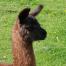 llama cria for sale