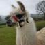 halter training llamas