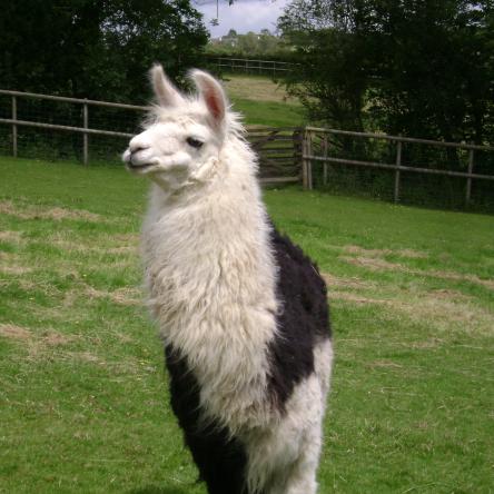 female llama 