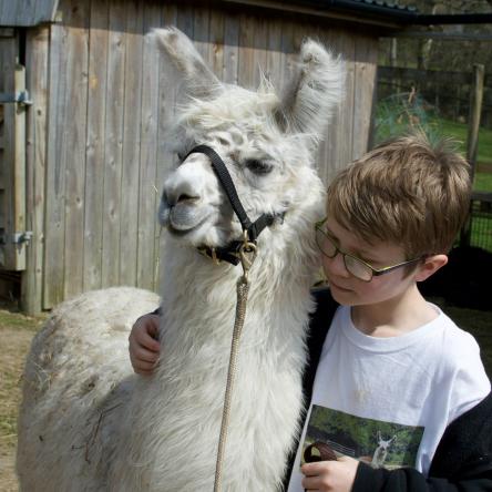 leading llamas