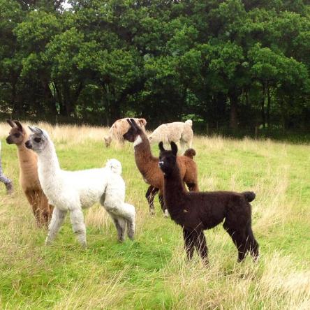 llama crias