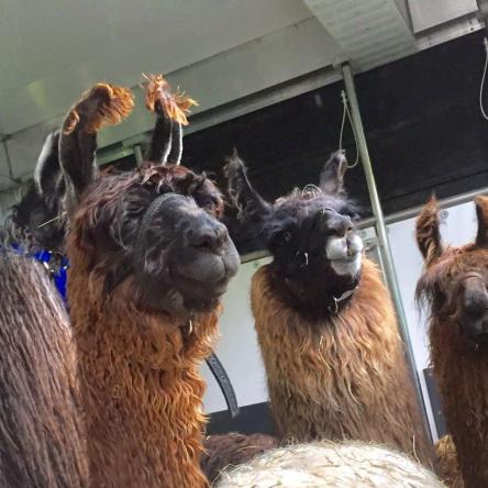 imported llamas