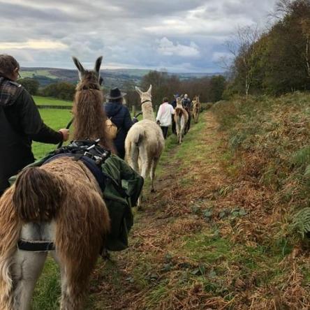 Llama Trekking And Walks Watertown Llamas Llama Trekking And Walks Watertown Llamas
