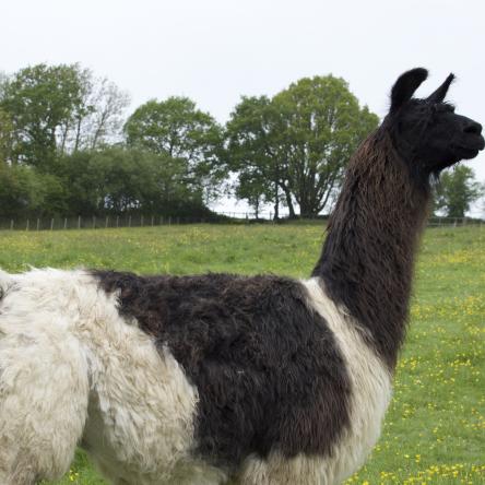 llama
