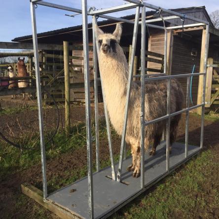 llama chute llama crush