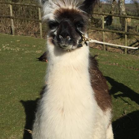 trekking llama