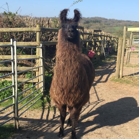 Aluna llama