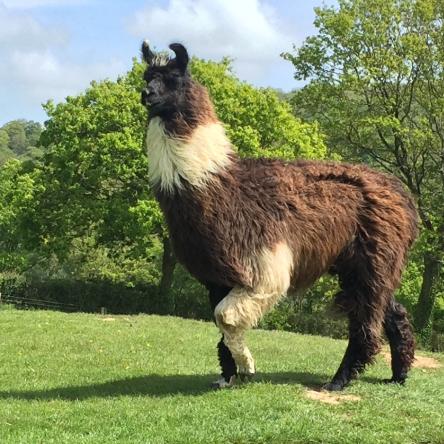 stud llama