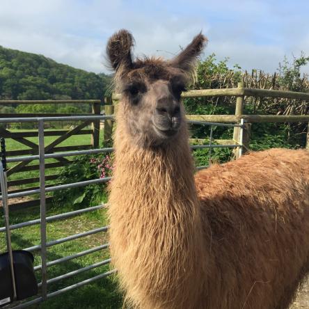trekking llama