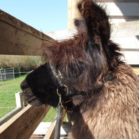 training llamas