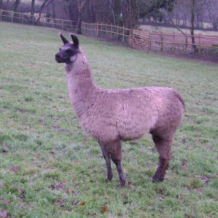 sold llama