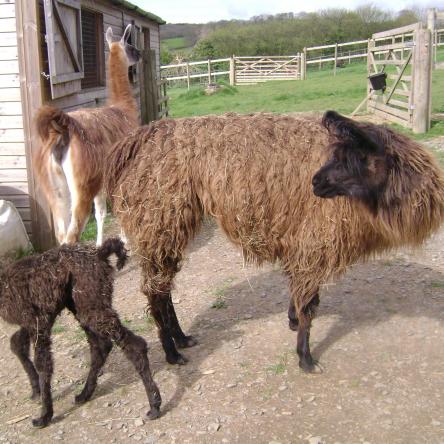 female llama and cria