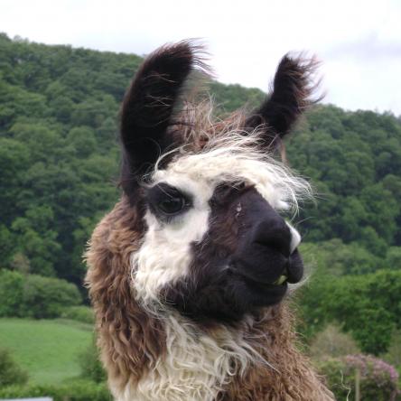 trekking llama