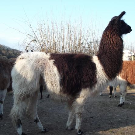 llama