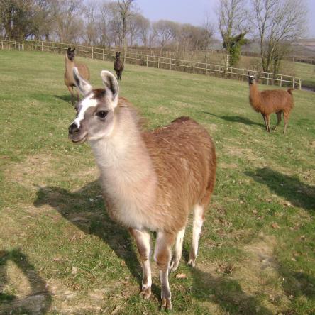 llama for sale