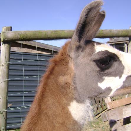 gelding llama