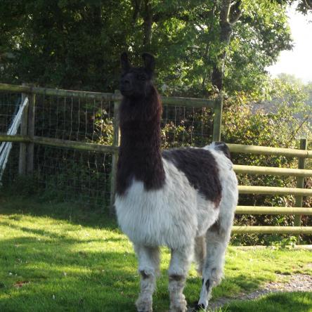 llama