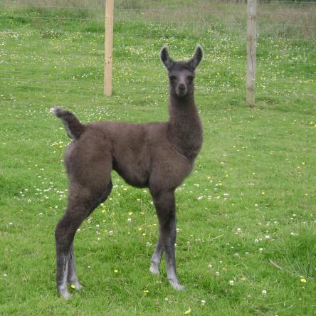 Guard Llama Livestock Guardian