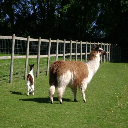 female llama and cria