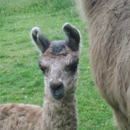 llama sold