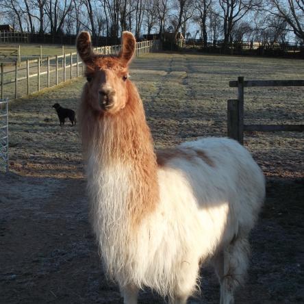 llama for sale