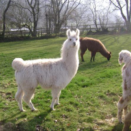 stud llama